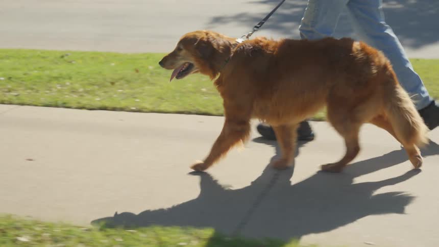 A person walks his dog on a sidewalk