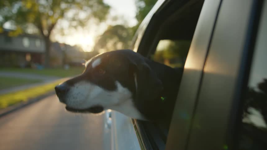 A car with a dogs head sticking out a window