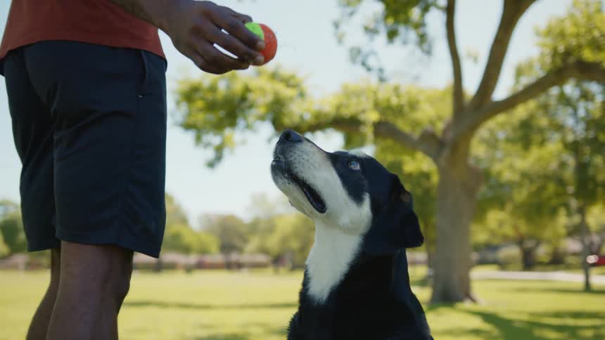 Dog jumping and trying to get the ball from his owners hands while they are at an outdoor park