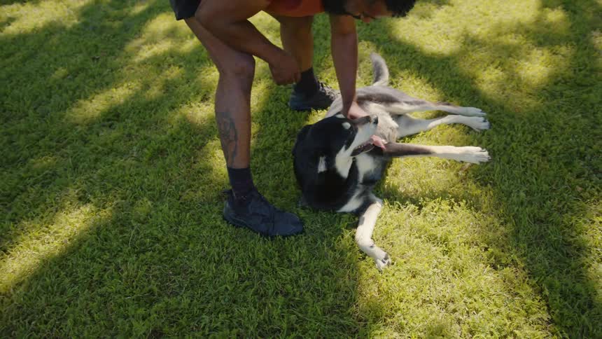 Man rubbing the belly of his dog who is lying on the lawn in a park