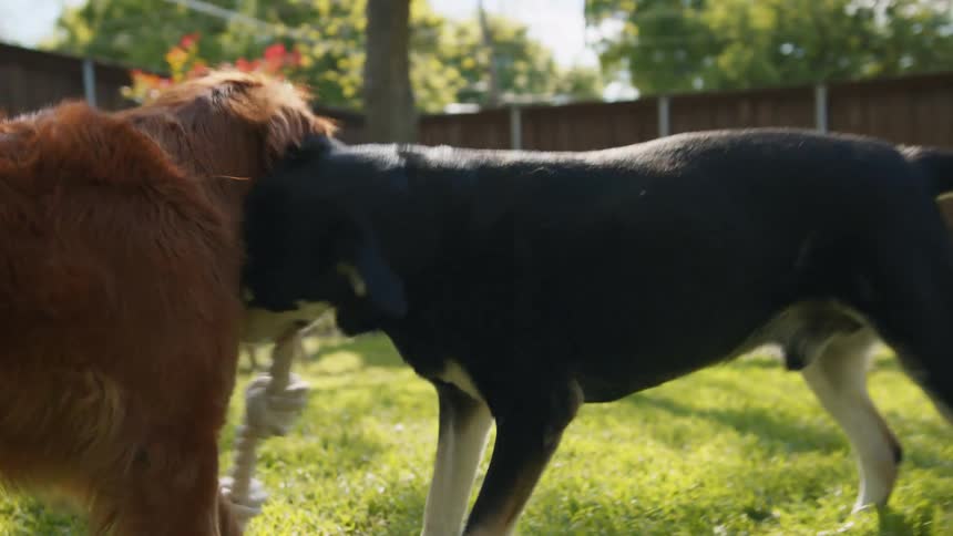 Two dogs playing with a rope and pulling it in the grass in the backyard