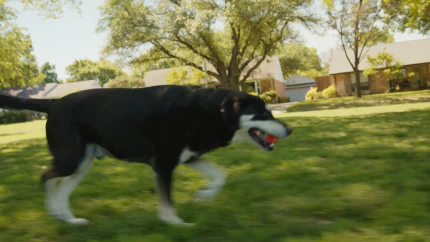 A dog runs to fetch a ball thrown by its owner