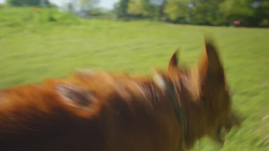 Golden retriever running through the grass in an outdoor park during the day