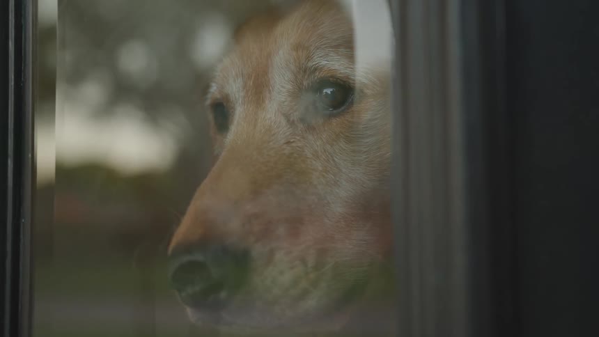 A dogs face looking through a reflective glass window