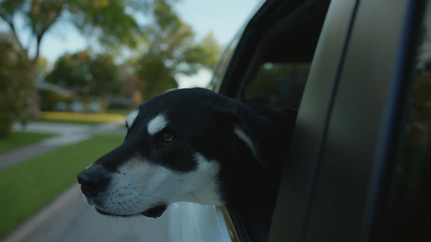 A vehicle driving with a dog leaning out the window