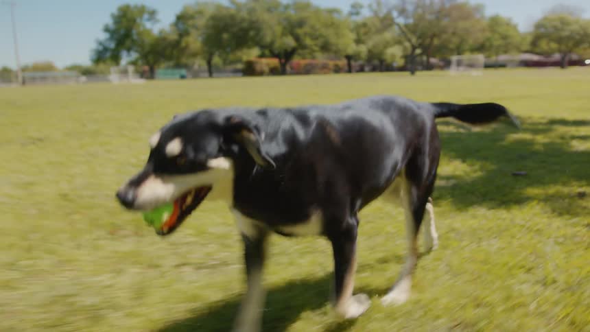 Dog with a tennis ball in its mouth walking towards its owner in an outdoor park during the day