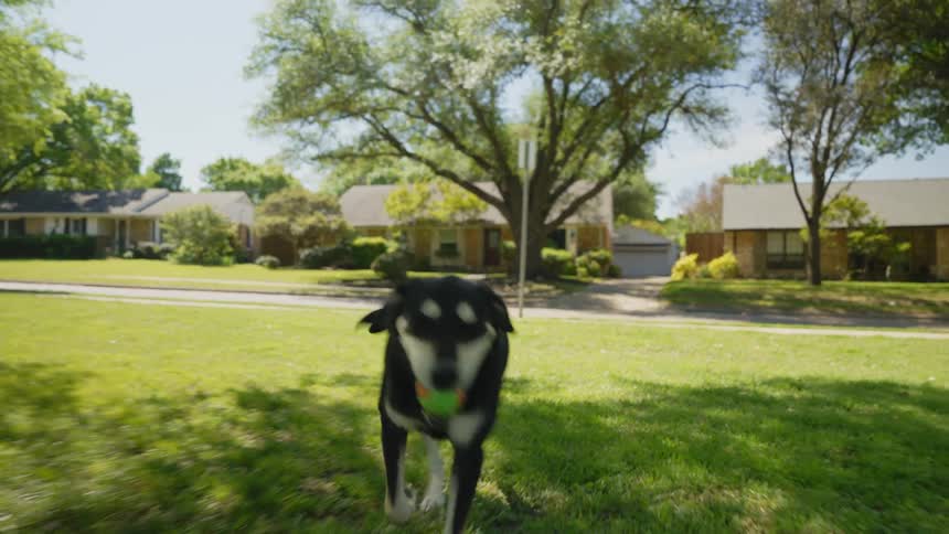 A dog plays fetch with its owner in a park