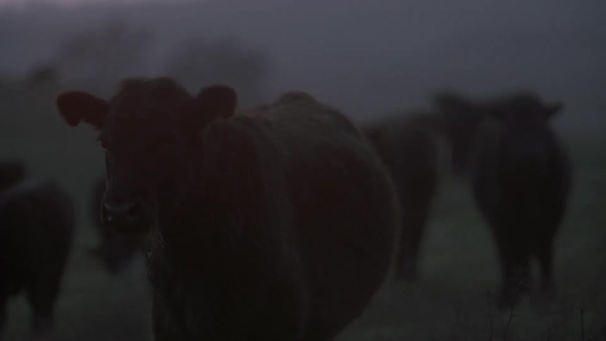 Herd of brown cows standing in a pasture
