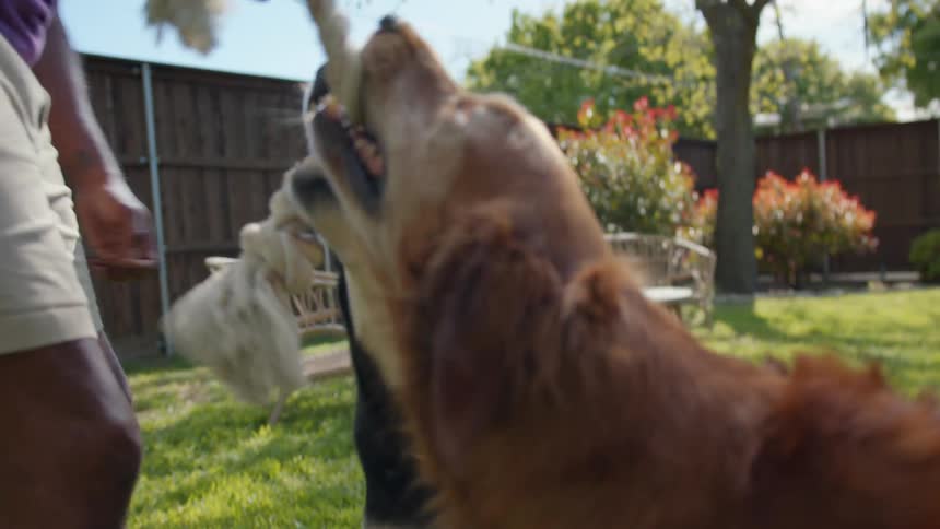 A black man plays with two dogs in his backyard on a summer day