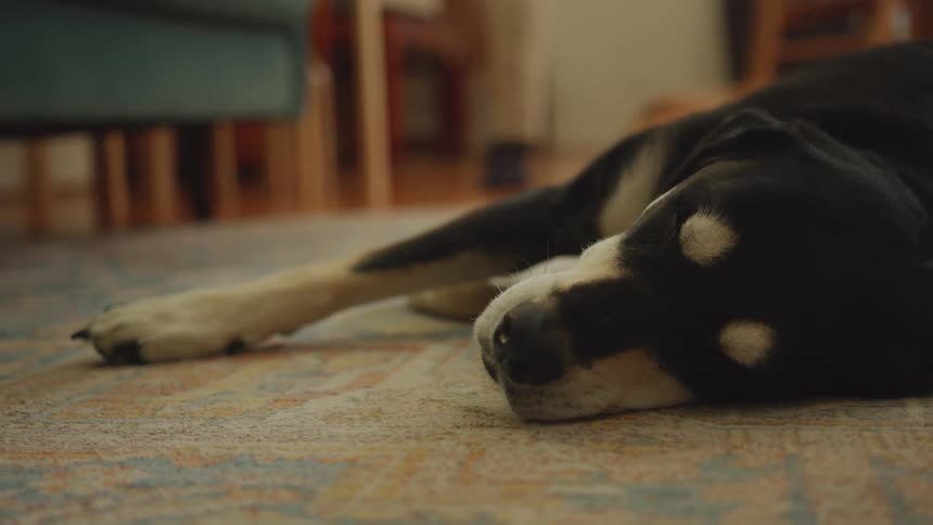 A black dog sleeping on a rug and then a person walks by