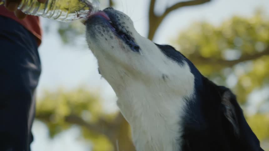 Man hand holding a bottle of water and pouring it into the dogs mouth