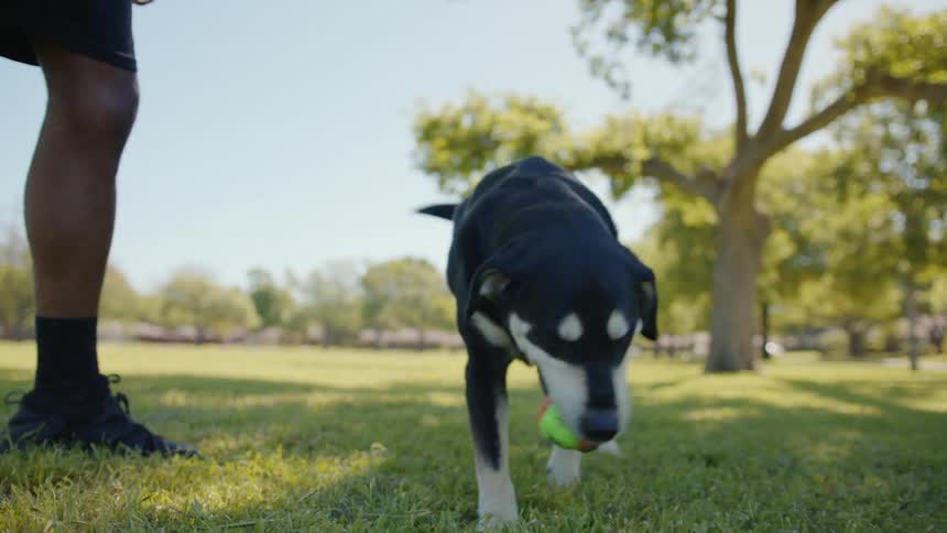 A dog chews on a ball in a park