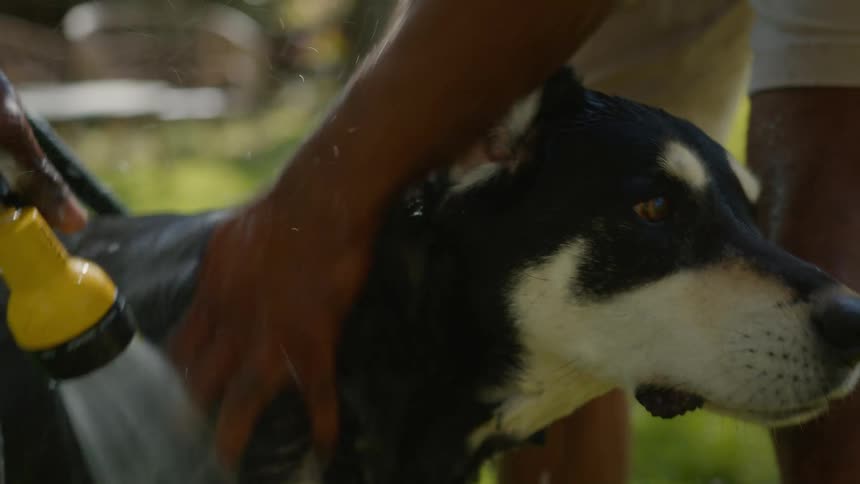A man is washing his dog