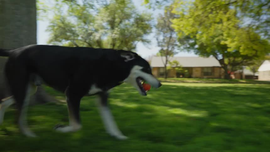 A dog plays fetch in a park