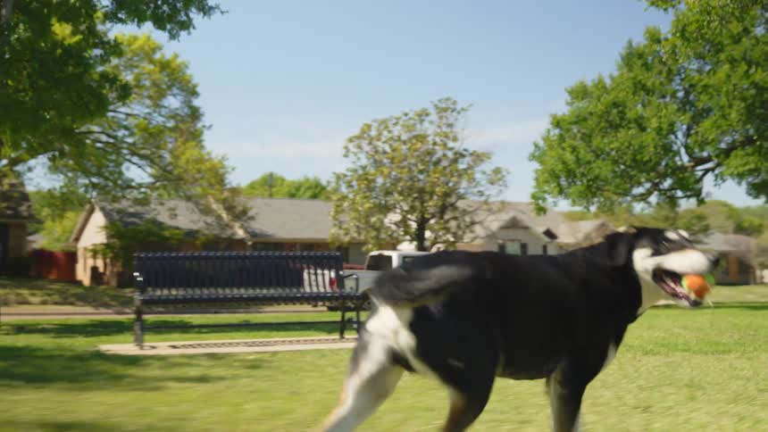 A man playing catch with his dog in the park