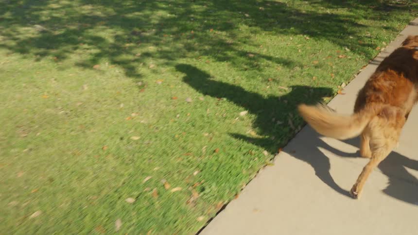 A person is walking their dog
