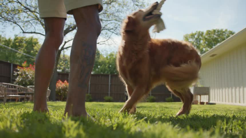 A man plays with his dogs in the yard