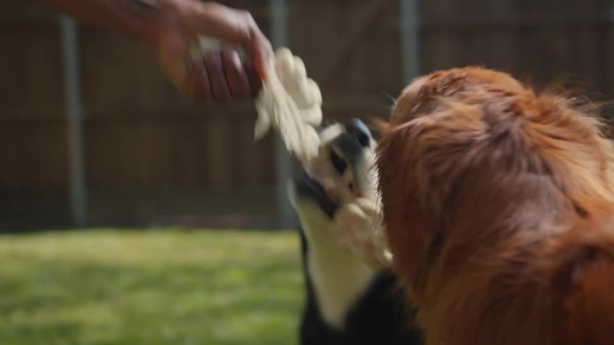 A man plays with his dogs in the yard