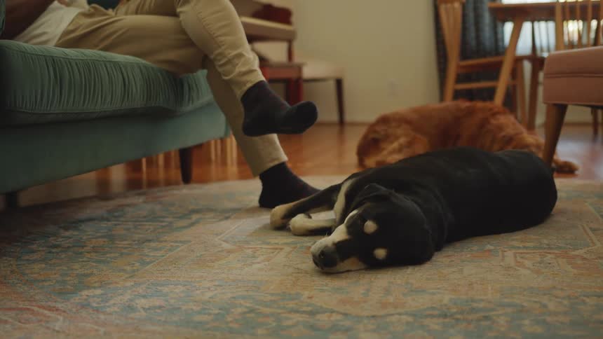 Two dogs sleep indoors next to their owner