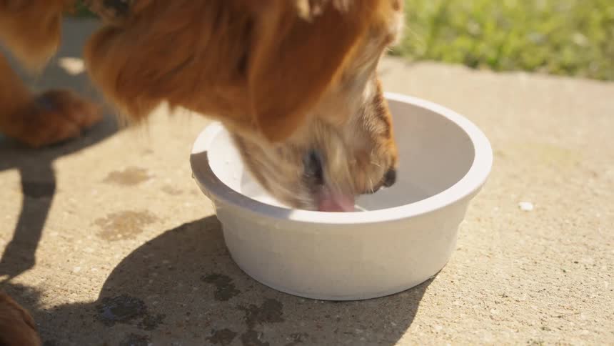 A dog drinks from a bowl of water on a sidewalk