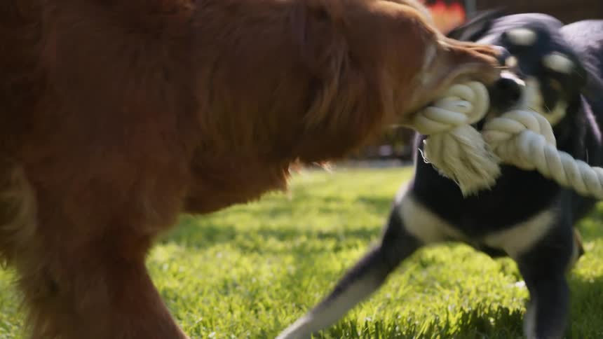 A couple of dogs play with a toy in the backyard
