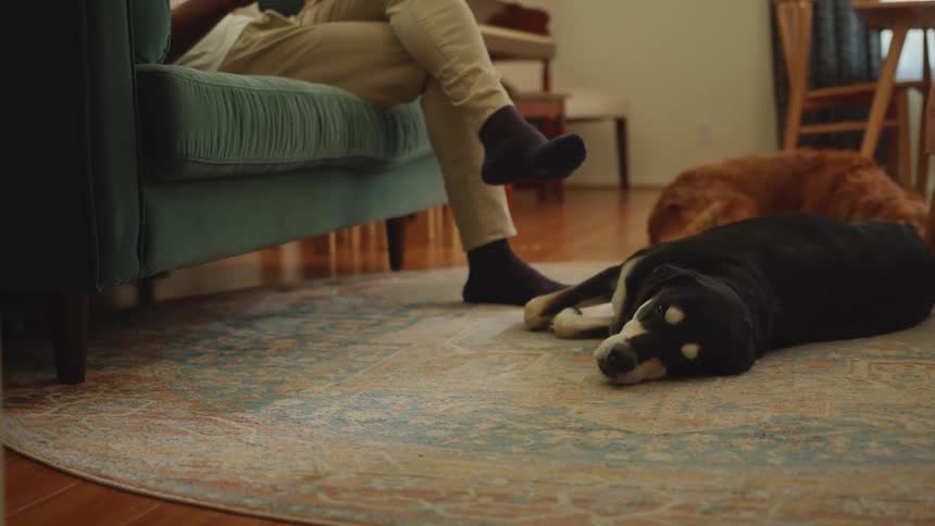 Two dogs lying sleeping on the living room rug and a man sitting on the sofa