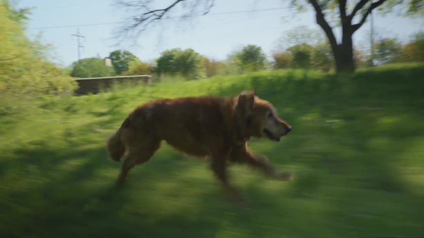 A golden retriever running on a field in the countryside