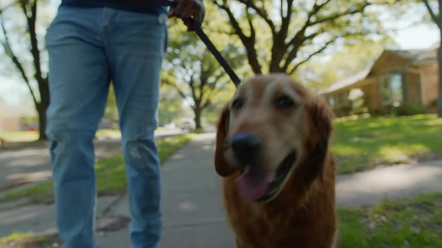 A dog walking along a sidewalk with a leash and a human who is picking him up is at his side