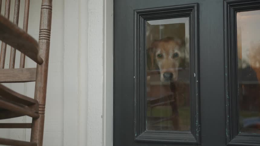 A dog looks sadly at people passing by his house