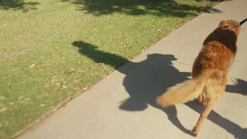 Golden retriever dog walking on the sidewalk of a neighborhood on a leash accompanied by its owner