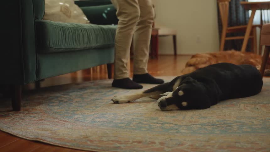A black and a gold dog are sleeping on a rug and then a person arrives and sits on the sofa