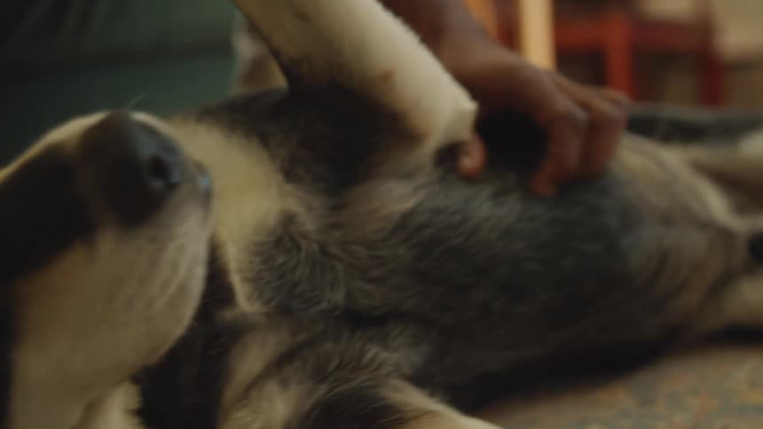 Hands of a man stroking the belly of a dog that is lying on the carpet at home