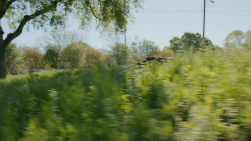 Golden retriever running through the grass in an outdoor park during the day