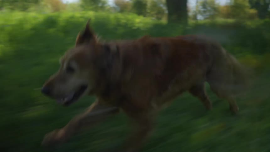 Dog running quickly through the grass in an outdoor environment
