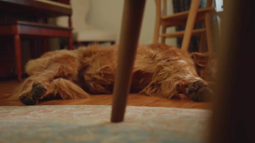 Golden retriever dog lying down stretching its legs on the wooden floor of the house