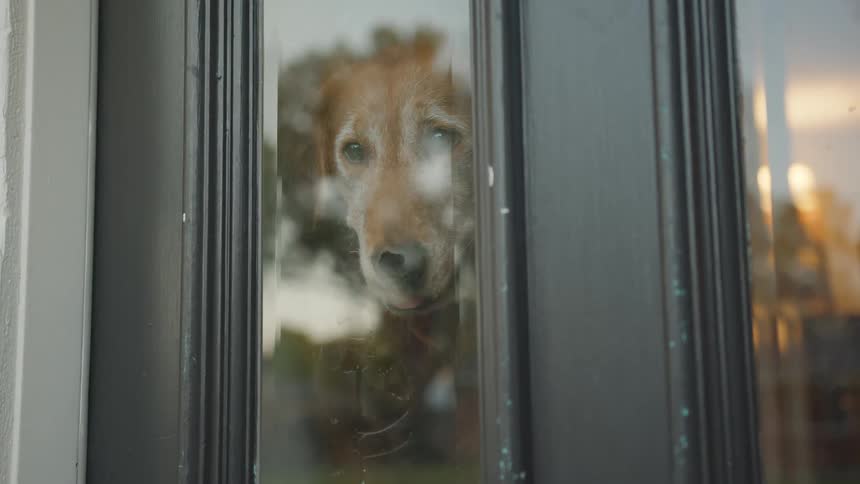 A dog waits by the window on the door