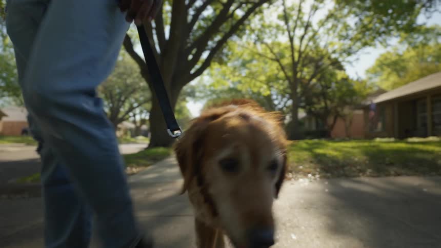 An owner takes his dog for a walk in a suburb