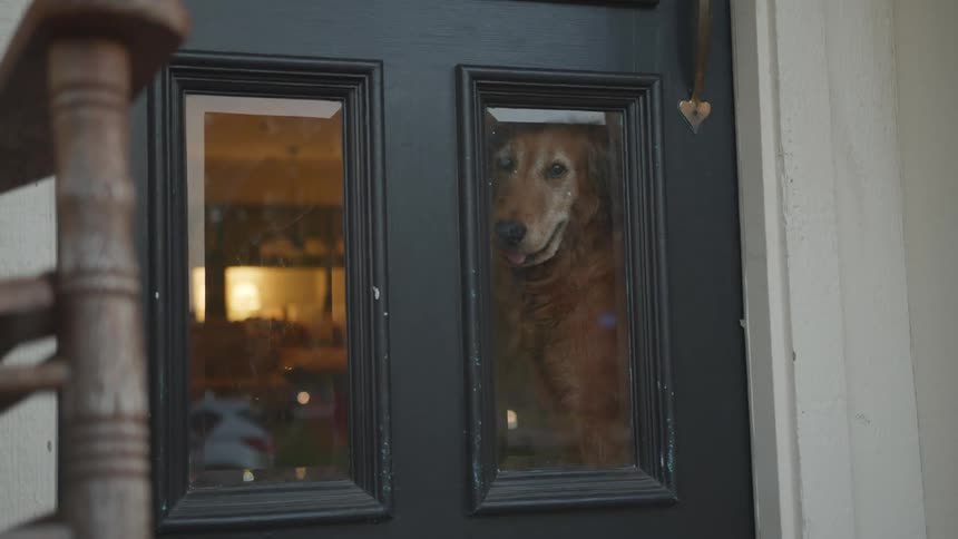 A dog waits by the door looking out the window