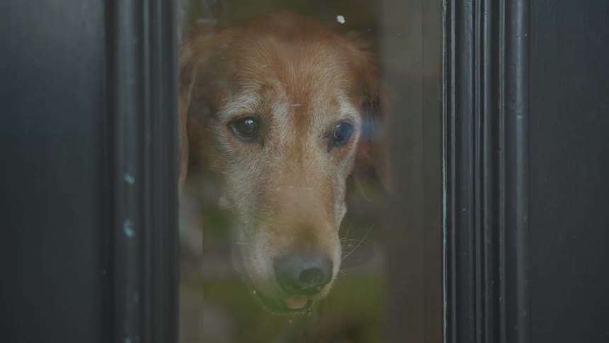 A dog looks outside a window