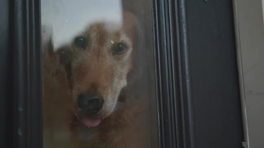 Face of a golden retriever dog in a door window