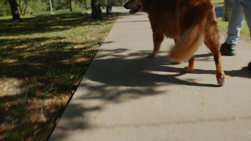 A man walking a golden retriever on a park