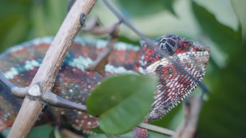 A lizard sitting in a tree