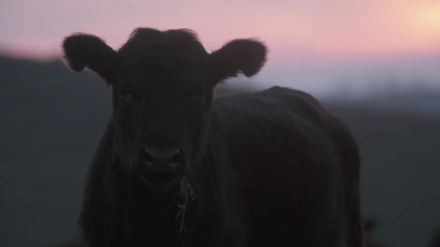 A cow standing in a field
