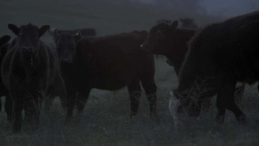 Cattle eating grass in a field