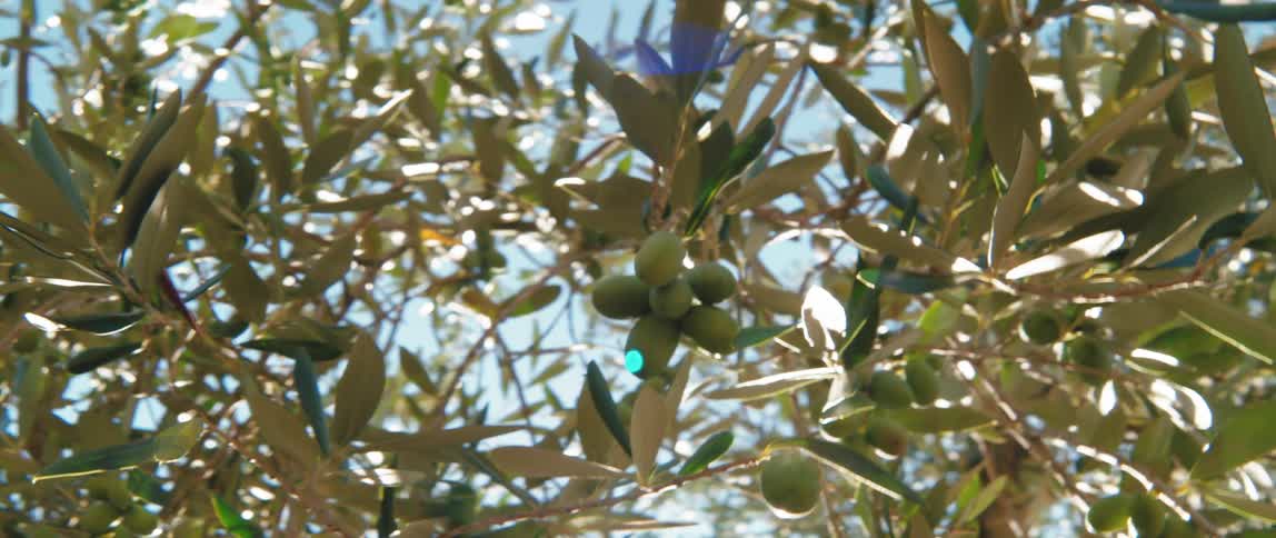 Olives growing on a tree