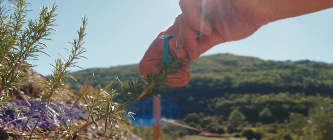 A hand holding scissors cutting a sprig from a rosemary bush in bright sunlight