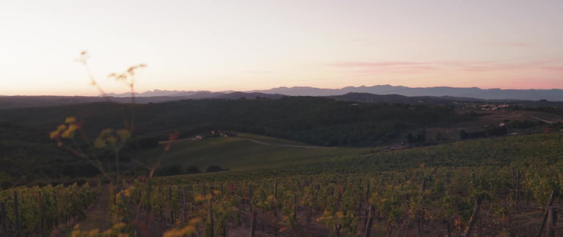 Vineyard at dusk with mountains in the background on a morning with a purple sky