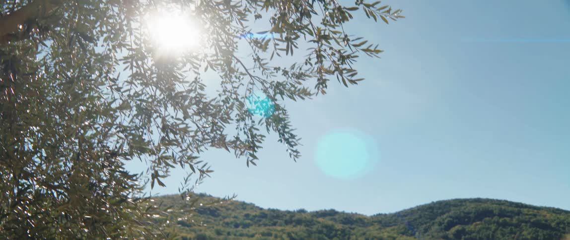 Landscape of green mountains and an olive tree around on a blue sky day with a strong radiant sun