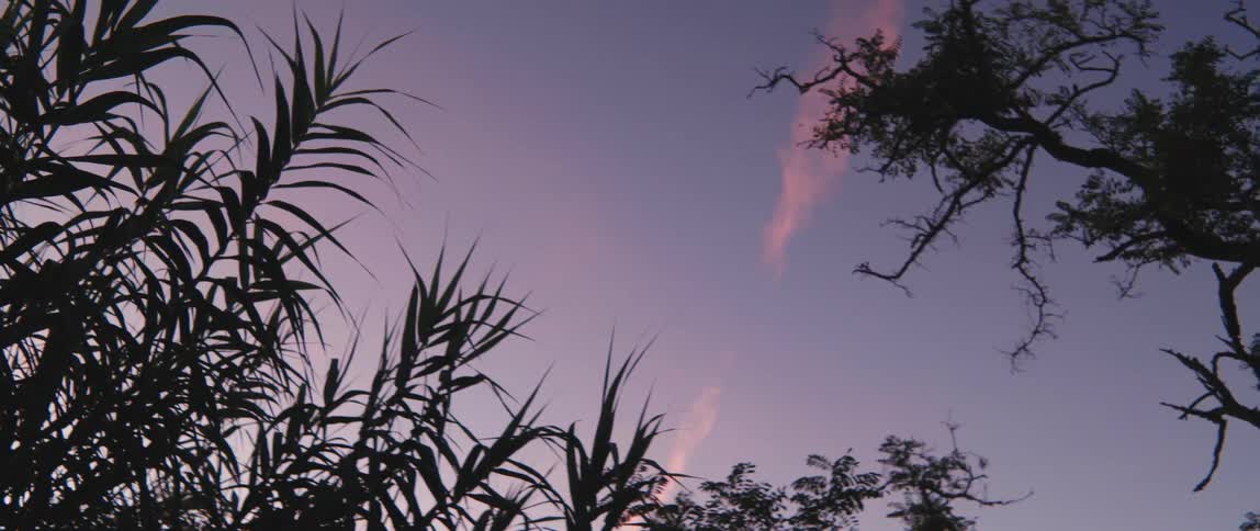 Purple twilight sky with silhouettes of foliage and tree branches around