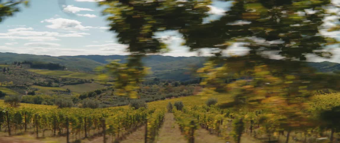Panorama of vineyards in an extensive field with mountains on the horizon
